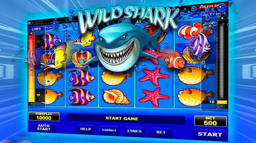Wild Shark
